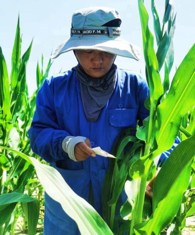 優(yōu)秀敦煌種業(yè)人系列|敦煌種業(yè)新品種測試一線的追夢(mèng)人